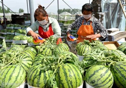 东北吃瓜季节,丰收时节，品味东北特色美食之旅