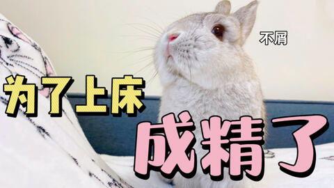 兔子可以吃洋瓜,洋瓜成为新宠