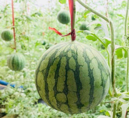 介休吃瓜真实事件,一场网络舆论的风暴与反思