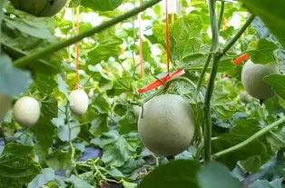 吃网纹瓜文案,夏日消暑新宠，一口咬下满口甘甜