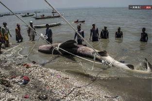 渔民吃瓜现场照片高清,欢乐瞬间定格高清画面