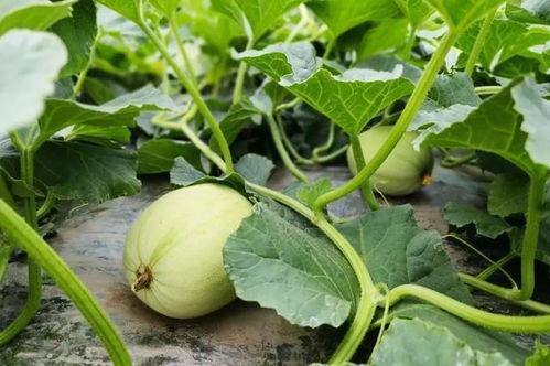 娱乐吃瓜小花儿,吃瓜小花儿的幕后故事